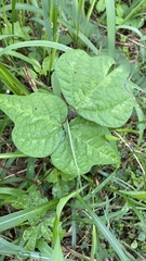 Macroptilium atropurpureum