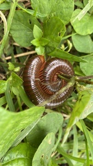 Trigoniulus corallinus