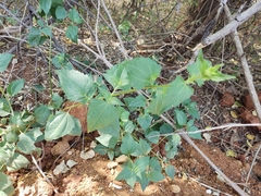 Chromolaena odorata