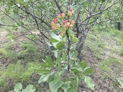 Pistacia vera