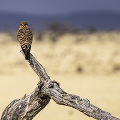 Falco rupicoloides