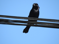 Molothrus bonariensis