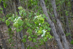 Salix pyrolifolia