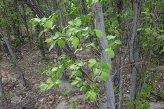Salix pyrolifolia