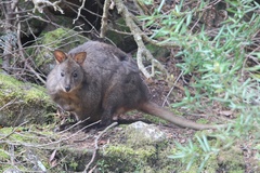 Thylogale billardierii