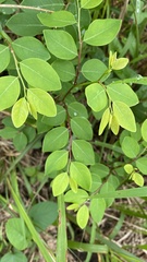 Phyllantheae