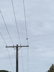 Streptopelia chinensis