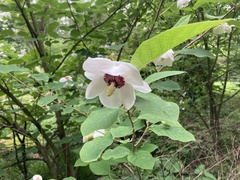 Magnolia sieboldii