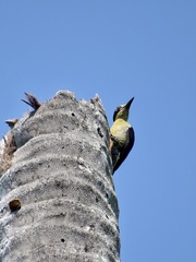 Melanerpes chrysauchen