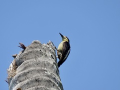 Melanerpes chrysauchen