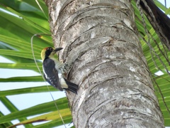 Melanerpes chrysauchen