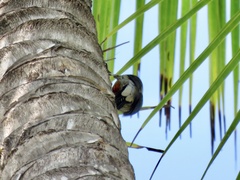Melanerpes chrysauchen