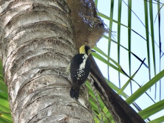 Melanerpes chrysauchen