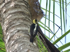 Melanerpes chrysauchen