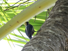 Melanerpes chrysauchen