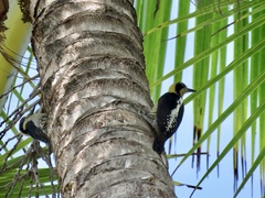 Melanerpes chrysauchen