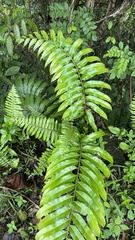 Stenochlaena palustris