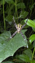 Argiope appensa