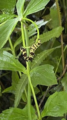 Tinolius eburneigutta