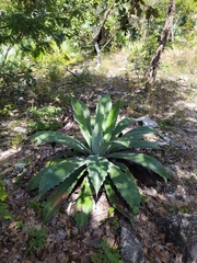 Agave cupreata
