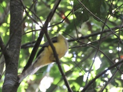Trogon rufus