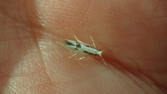 Argyresthia bonnetella