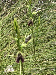 Cryptostylis erecta