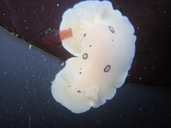 Diaulula sandiegensis