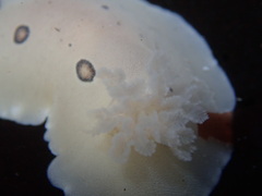 Diaulula sandiegensis
