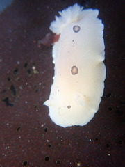 Diaulula sandiegensis