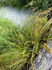 Carex secta