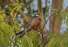 Falco amurensis