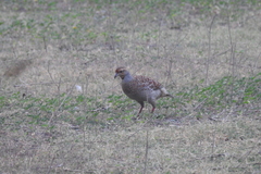 Ortygornis pondicerianus