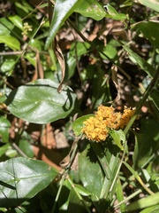 Gynochthodes jasminoides