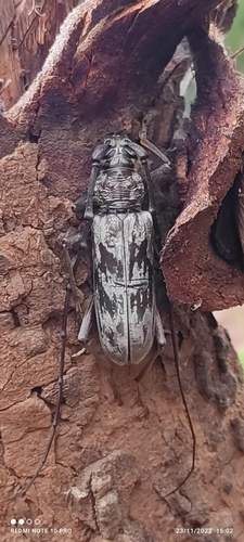 Coelodon servum
