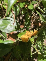 Gynochthodes jasminoides