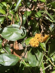 Gynochthodes jasminoides