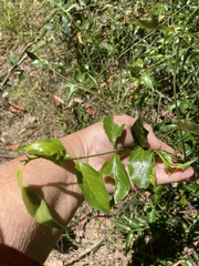 Gynochthodes jasminoides