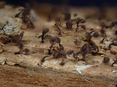 Cribraria cancellata