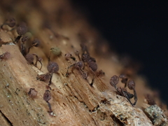 Cribraria cancellata