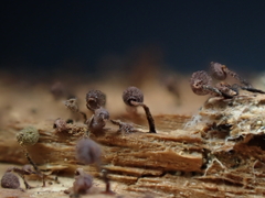 Cribraria cancellata