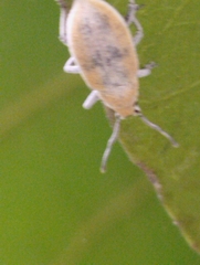 Entiminae