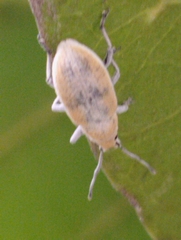 Entiminae