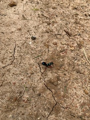 Diamma bicolor