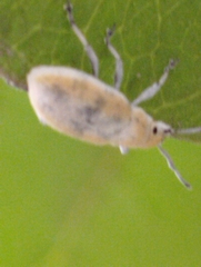 Entiminae