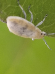 Entiminae