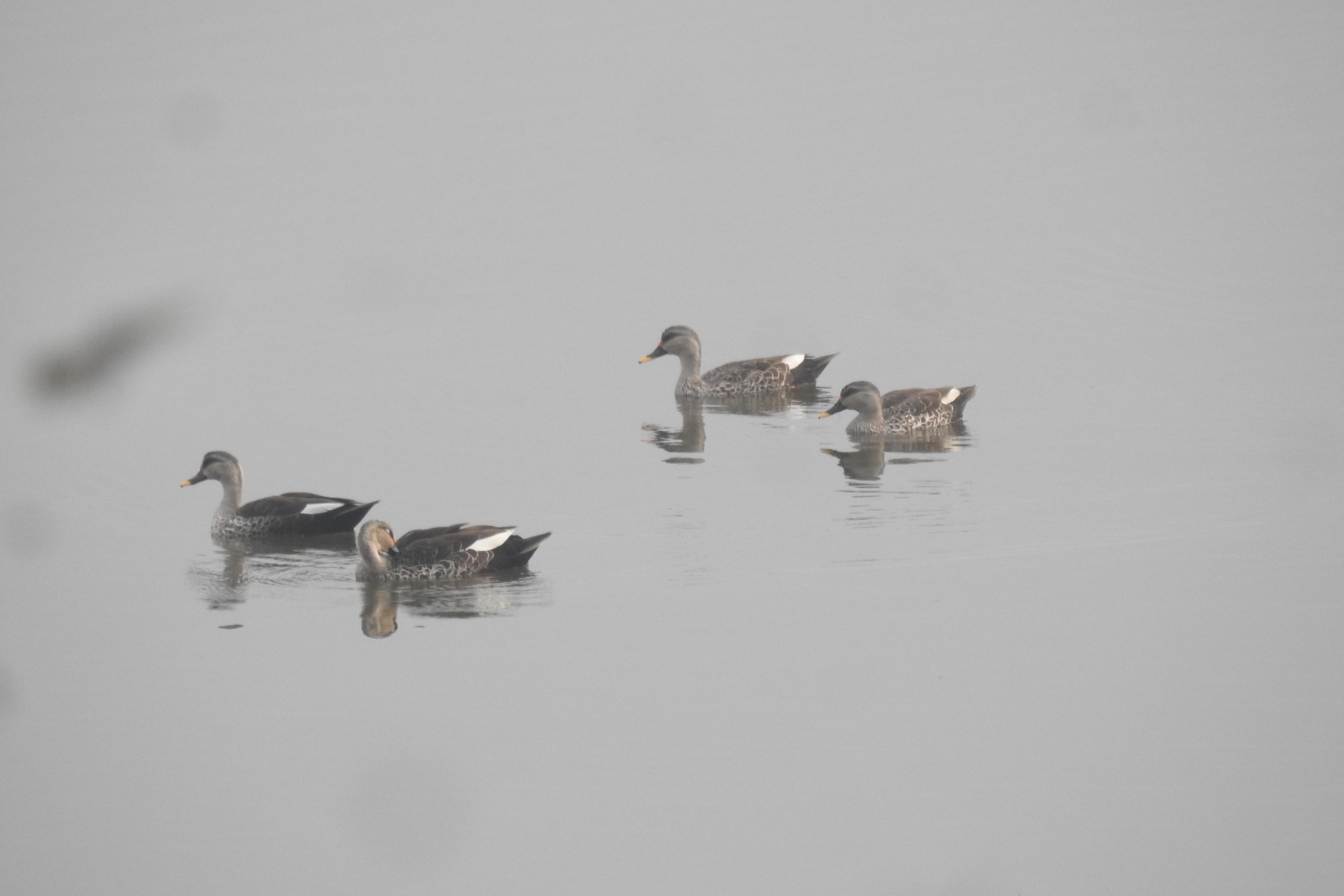 Indian Spot-billed Duck