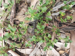 Chenopodium robertianum