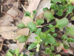 Chenopodium robertianum