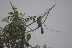 Ocyceros birostris